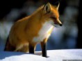 /album/fenykepgaleria/images-1-jpg/